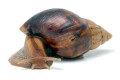 Lissachatina fulica hamillei juvenil